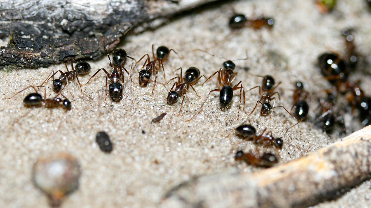 Metode-rapide-eficiente-si-naturale-prin-care-puteti-scapa-de-furnici.jpg